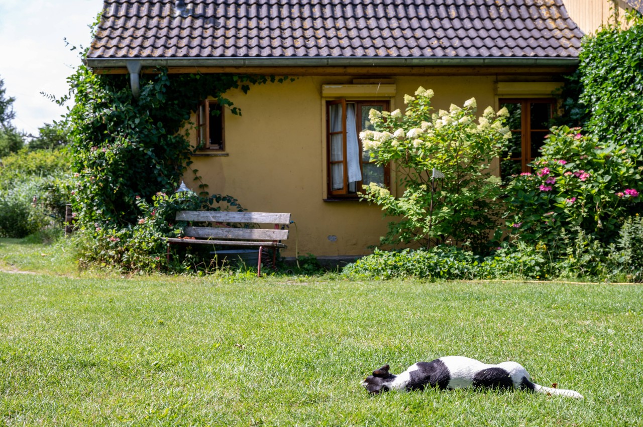 Erst war der Hund einer Frau doch noch direkt bei ihr – dann verschwand er spurlos im Garten. (Symbolfoto)
