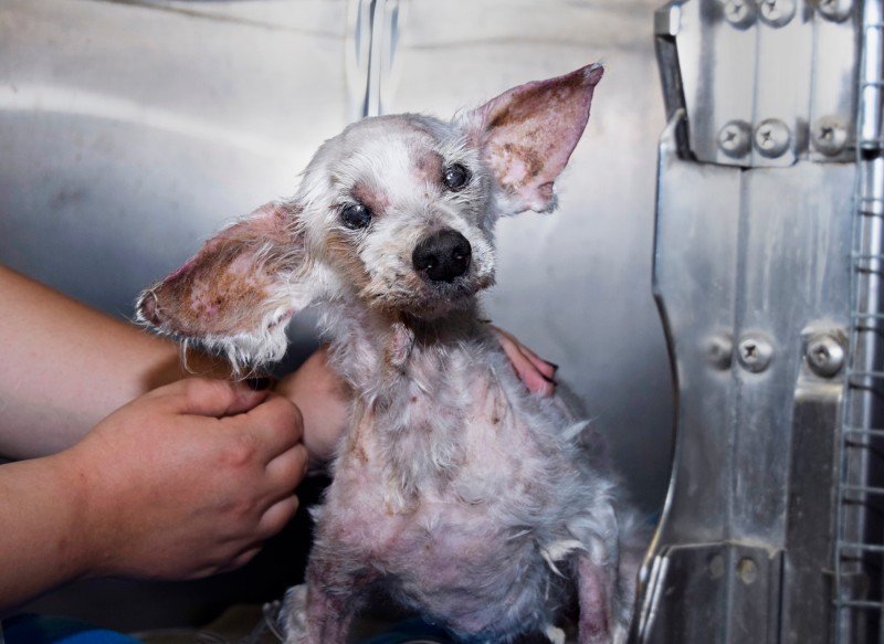 Hund-Hamburg-Tierheim-Tierquaelerei-Hope.jpg