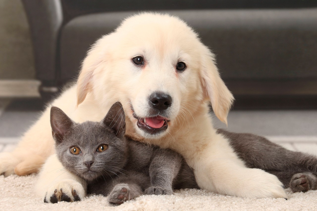 Hund, Katze und Co.: Es gibt neue Erkenntnisse bezüglich des Corona-Virus.