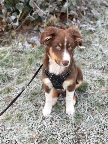 Hund in Mülheim vermisst! Der Australian Shepard wird seit vier Monaten gesucht. 