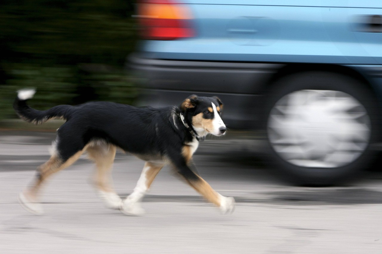 Ein Hund aus NRW ist bis nach Frankreich gewandert. Dort wurde er zwei Jahre nach seinem Verschwinden entdeckt. (Symbolbild))