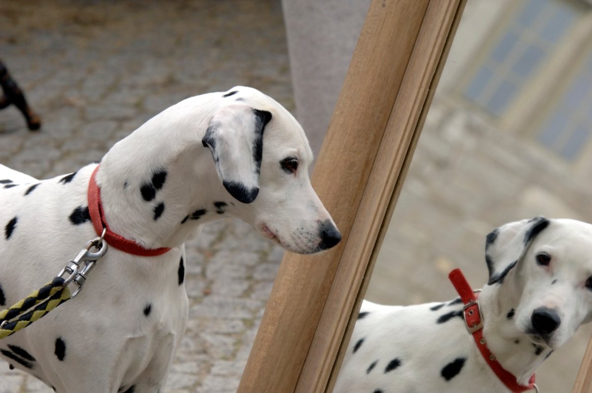 Hund Spiegelbild.jpg