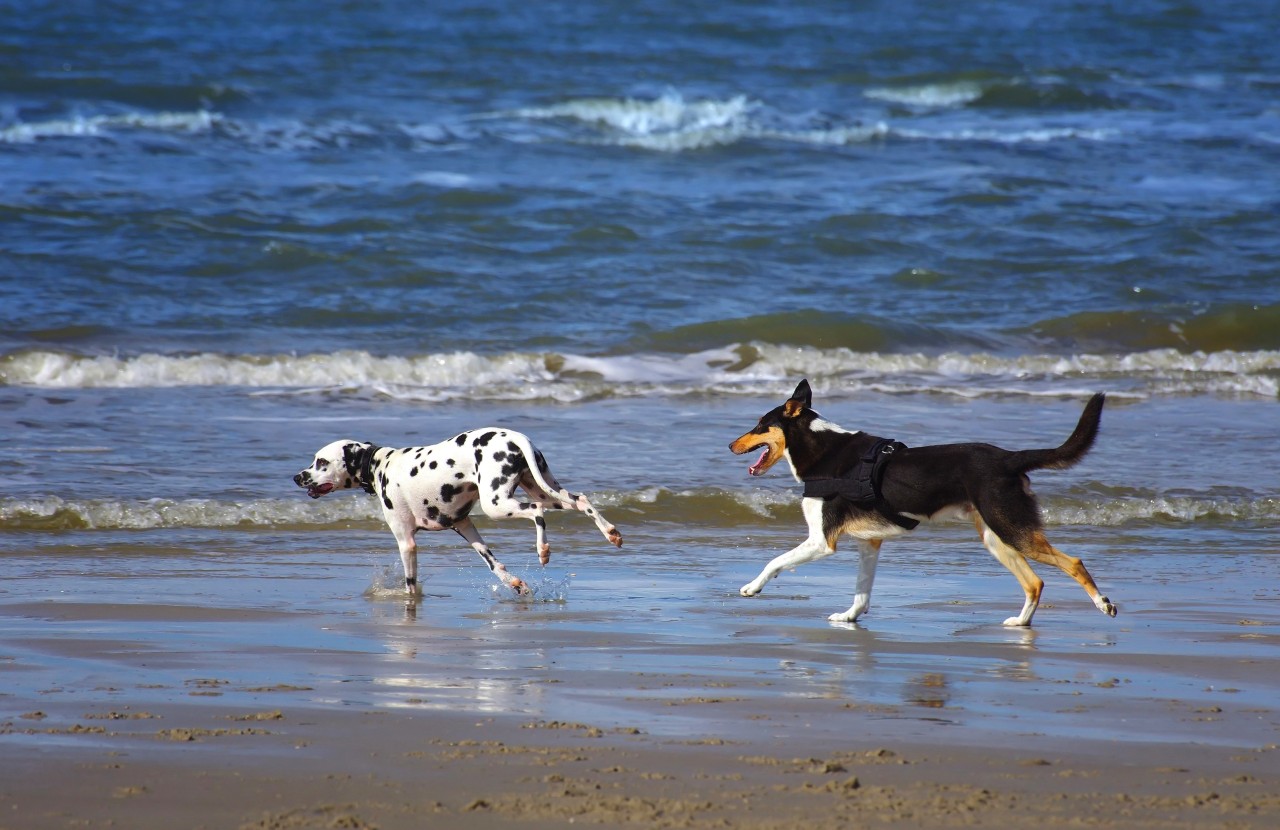Hund: Für Halter kann es auf einer beliebten Nordseeinsel teuer werden, wenn sie sich DARAN nicht halten. (Symbolbild)