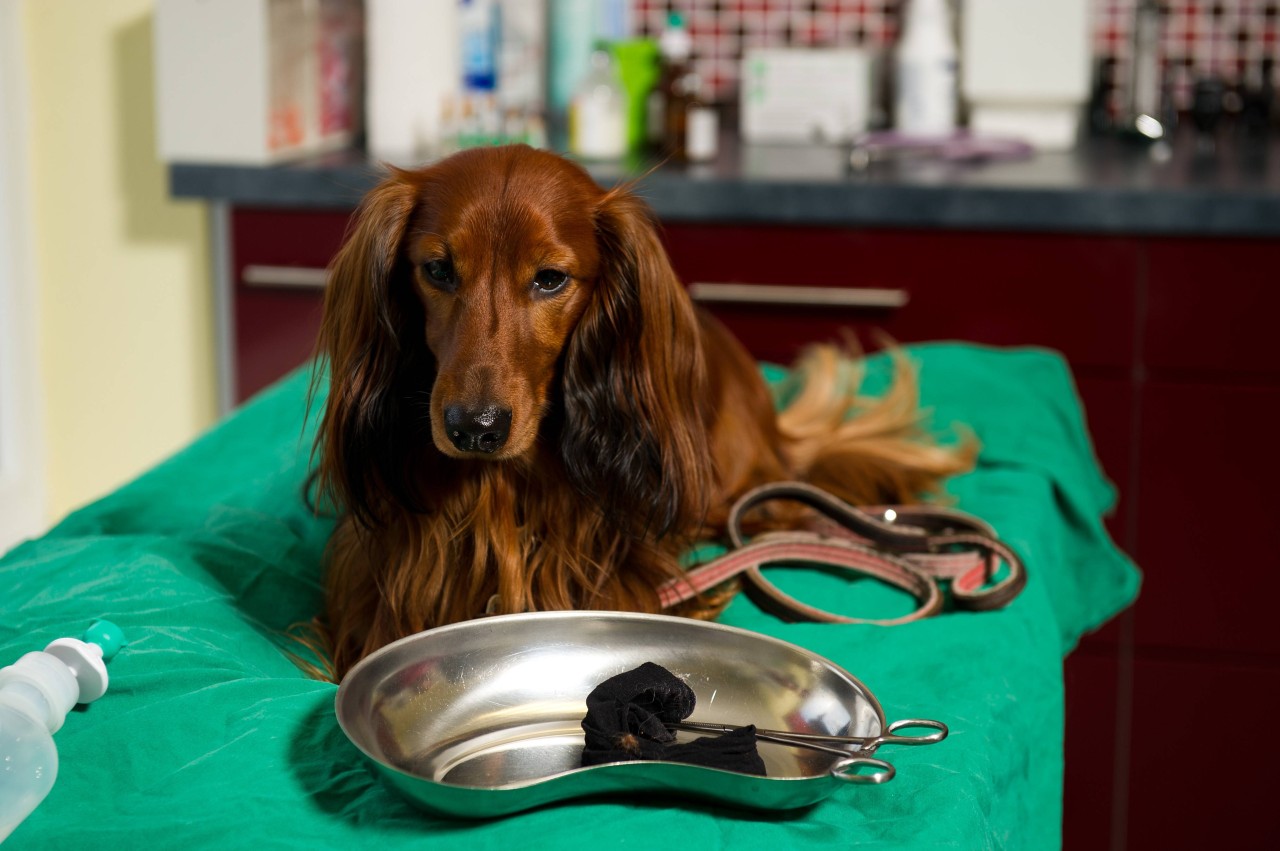 Auch bei Hunden kann das Verschlucken von Aldi-Sammelfiguren ernsthafte gesundheitliche Folgen haben. (Symbolbild)