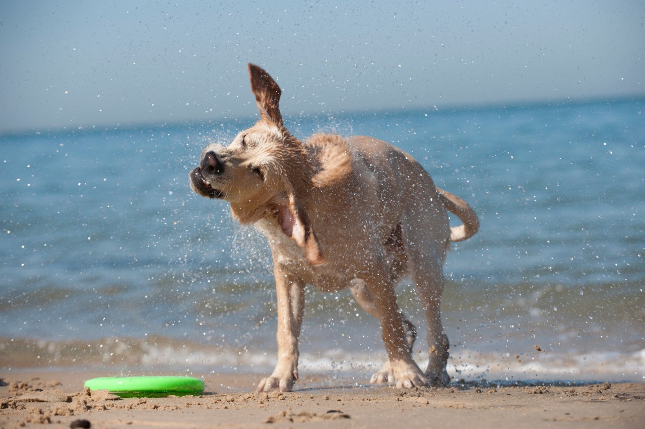 Hunde-Besitzer erlebt eine brenzlige Situation. (Symbolbild)