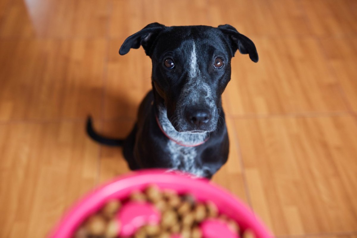 Hund bettelt um Pizzastück – als ein Mann ihm nichts gibt, wird es blutig