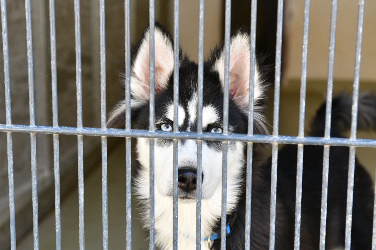 Der Hund in Duisburg wurde vorübergehend in einem Tierheim untergebracht. (Symbolbild) 