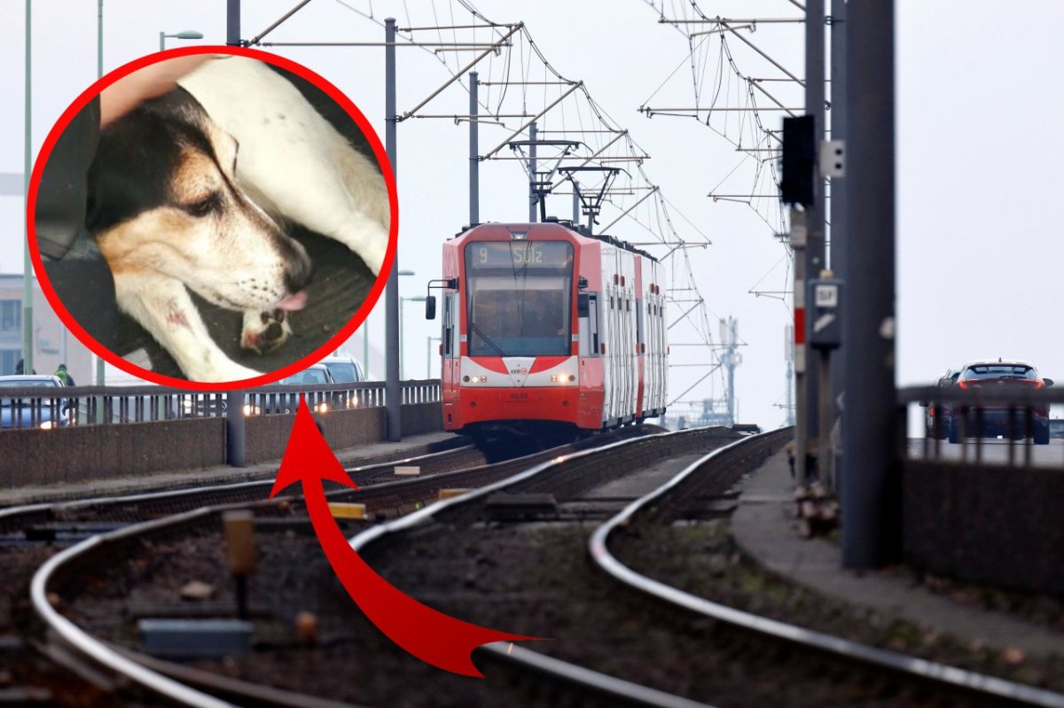 Hund in NRW: Leine verfängt sich in Straßenbahntür dann fährt die Bahn los...