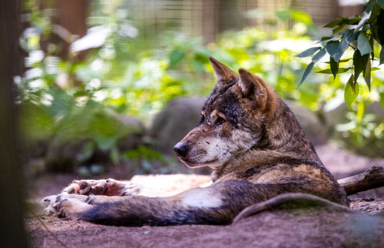 Das Schicksal von einem Hund in NRW macht regelrecht Gänsehaut! (Symbolbild)