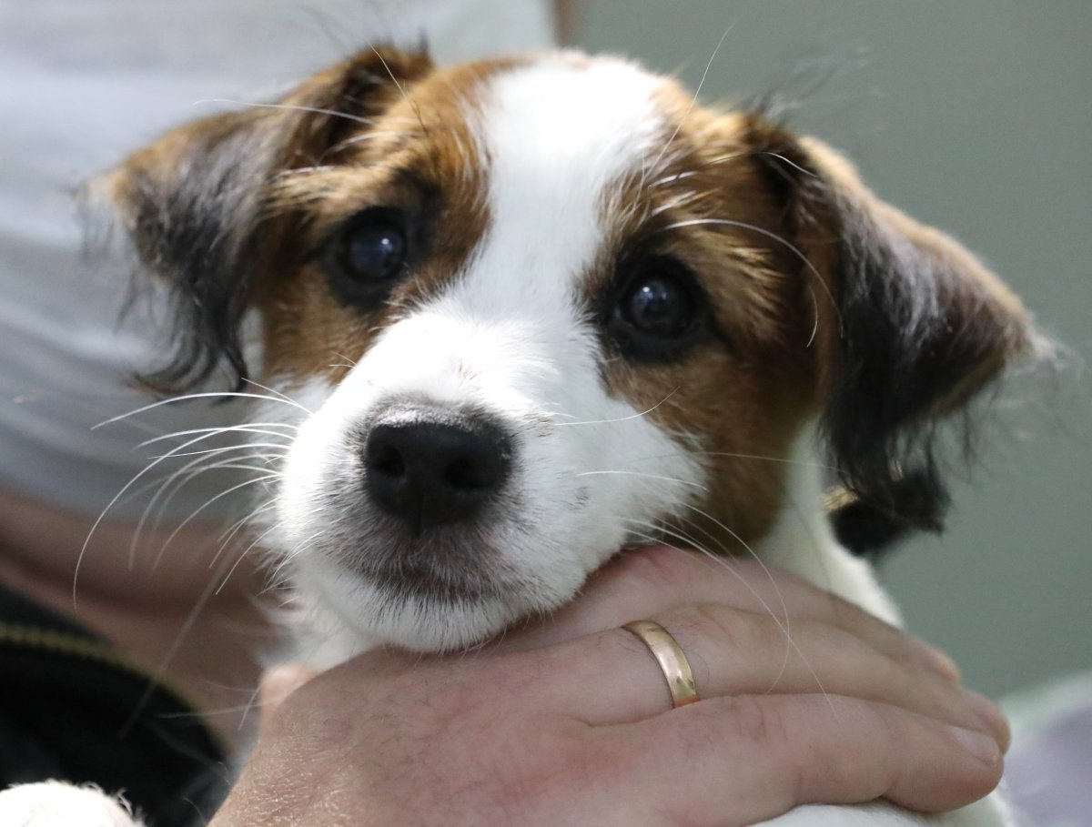 repulsion radar Joseph Banks Hund im Tierheim: Niemand will „Marley“ – aus diesem traurigen Grund -  DerWesten.de