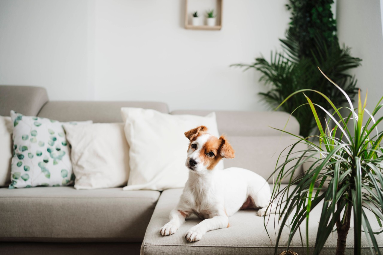 Hund: Ein Halterin hat ihren Vierbeiner einfach in der alten Wohnung zurückgelassen. Ihre Mitbewohnerin war alles andere als begeistert. (Symbolbild)