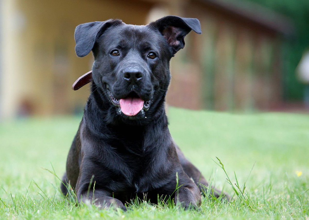 Hund totgetreten: Dunkler Labrador-Mischling