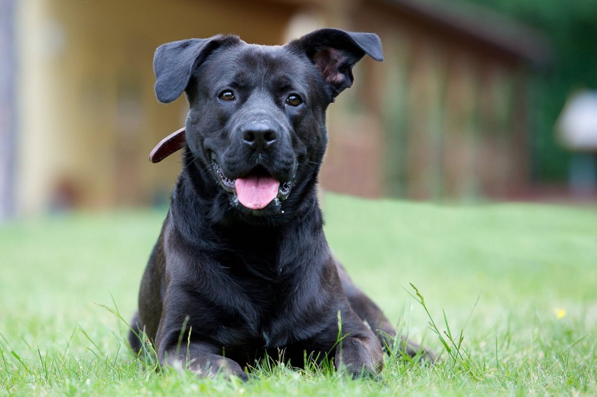 Hund totgetreten: Dunkler Labrador-Mischling