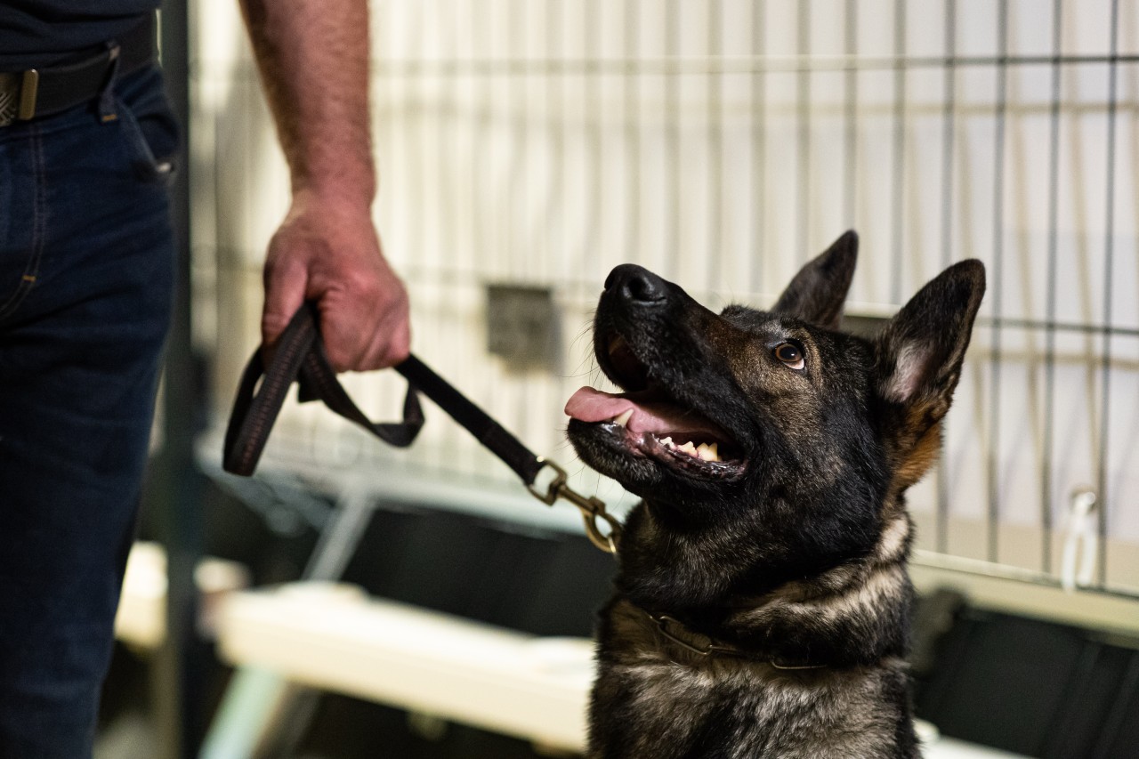 Hund in Gelsenkirchen wird während einem Polizeieinsatz zum Helden. (Symbolfoto)