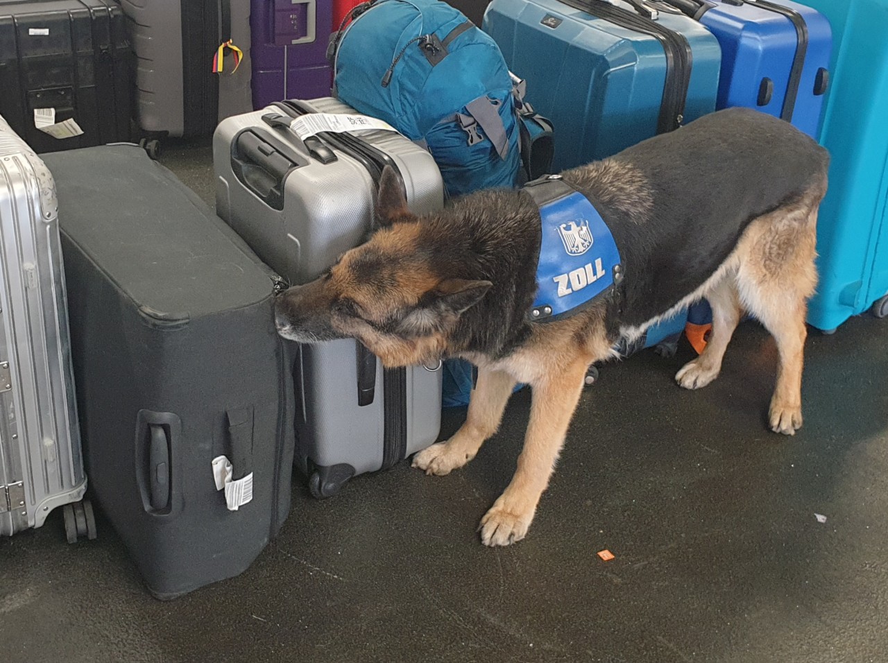 Hund Harro bewies am Frankfurter Flughafen einen guten Riecher.