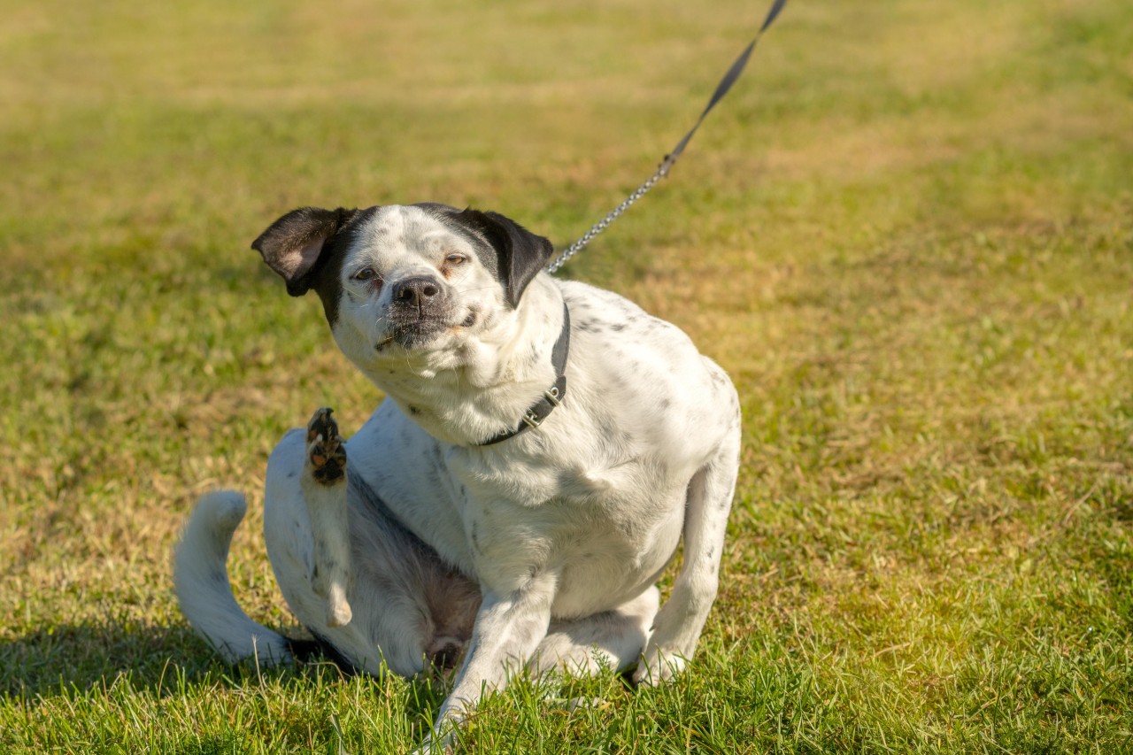 Einem Hunde-Halter aus Gelsenkirchen platzt der Kragen. (Symbolbild)