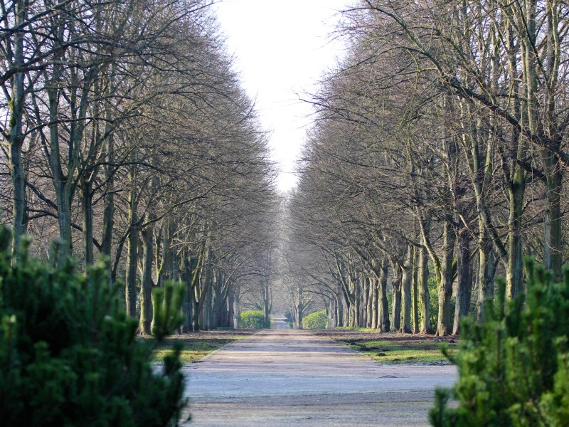 Eine Allee als eine der Hauptachsen des Friedhofs.