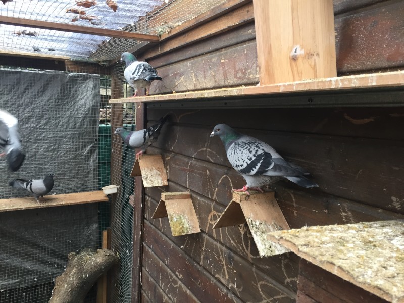 In dem kleinen Taubenhaus fühlen sich die Tauben sicher.