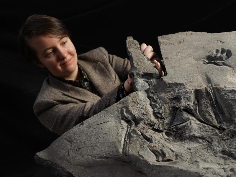 Im National Museum of Scotland zeigt Natalia Jagielska, Doktorandin der Universität von Edinburgh, das Fossil eines Flugsauriers aus dem Jura-Zeitalter.