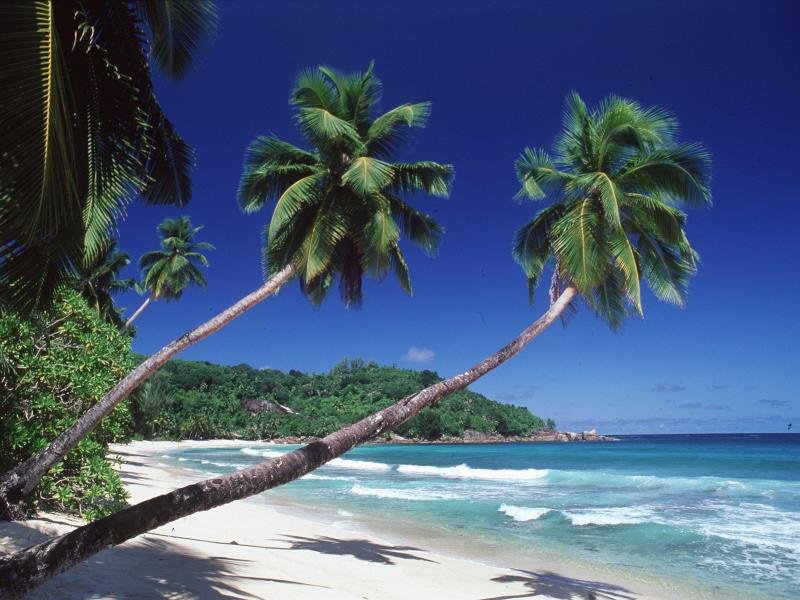 Insel Meer Strand Palmen.jpg