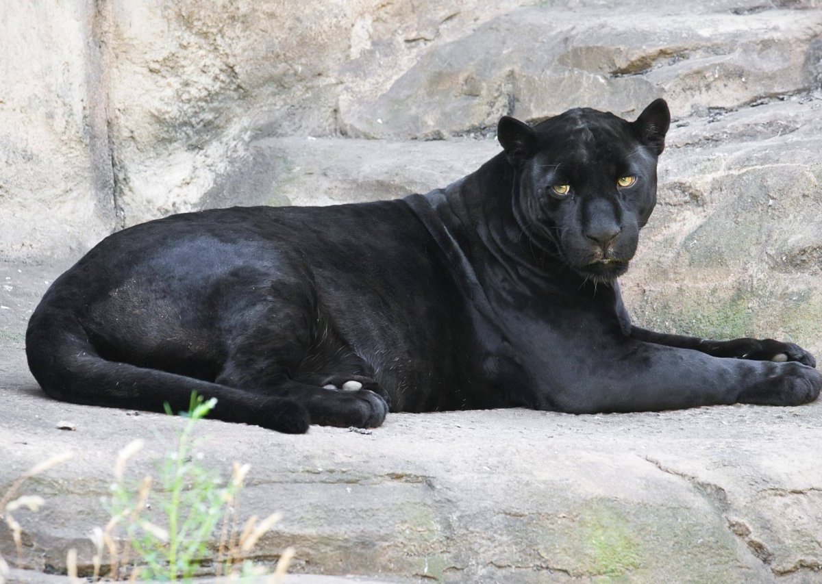Jaguar-Schwarz.jpg