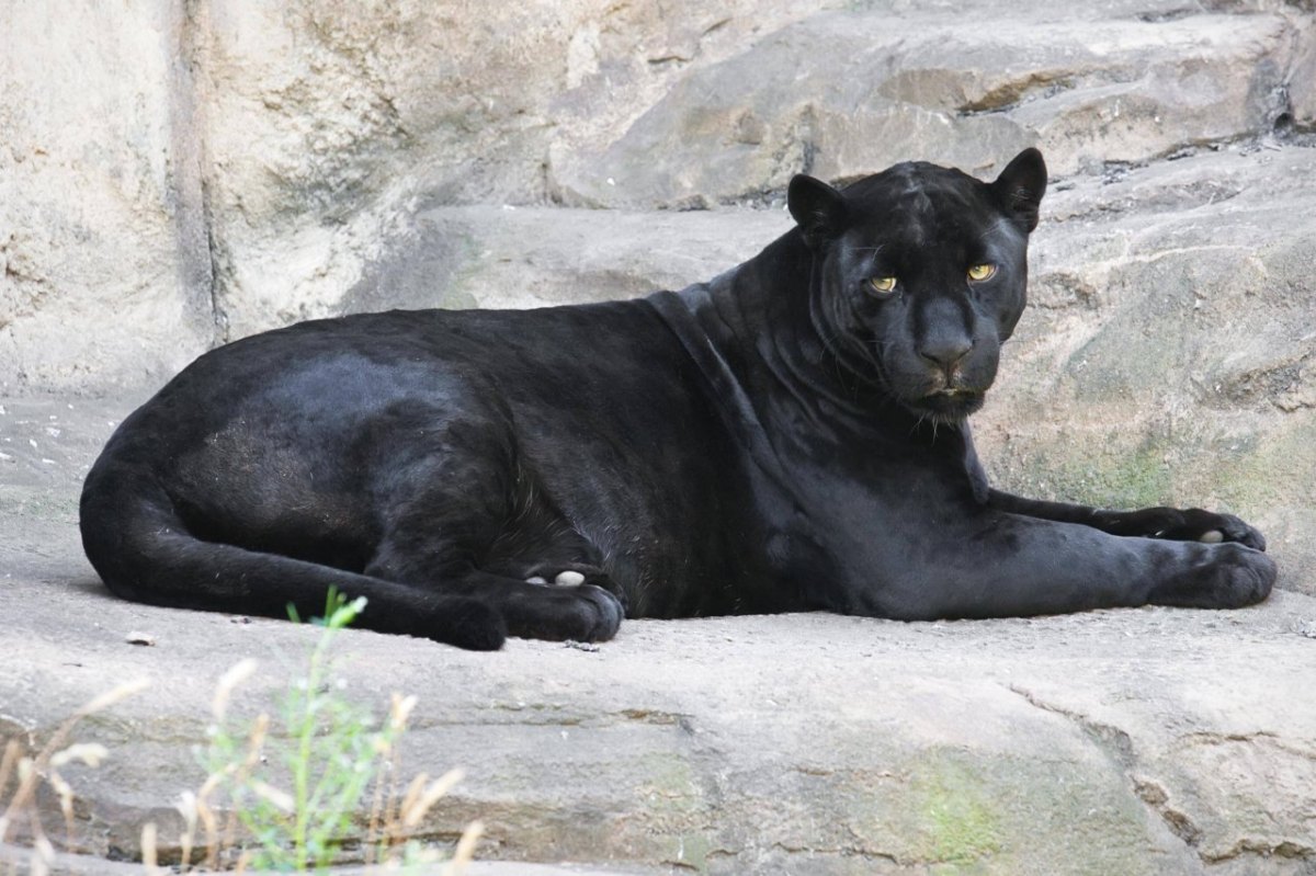 Jaguar-Schwarz.jpg