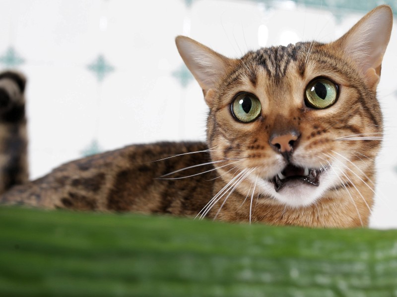 Katzen können sehr lustig sein. Manchmal gucken sie einfach nur doof, jagen ihren Schwanz oder plumpsen beim Schlafen vom Schrank. 