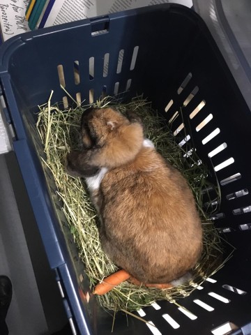 In dieser Transportbox wurde das Kaninchen gefunden.
