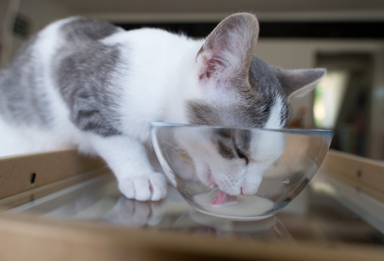 Für Katzen sollten auch keine Milch trinken. (Symbolbild)