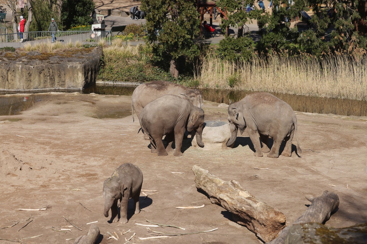 Tragödie im Kölner Zoo: Im Elefantengehge gibt es nun ein Tier weniger. Elefantendame „Maejaruad“ musste eingeschläfert werden.