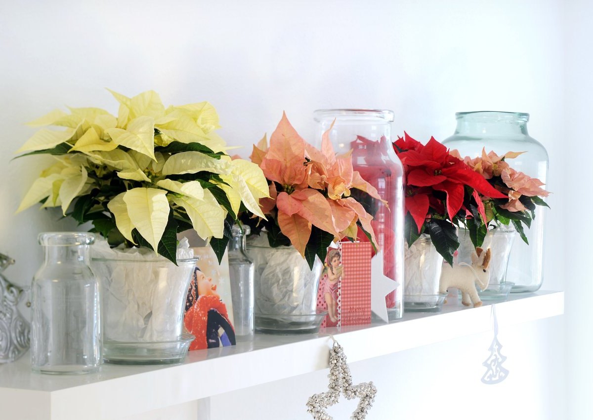 Leben_Weihnachtsstern_43429876.jpg