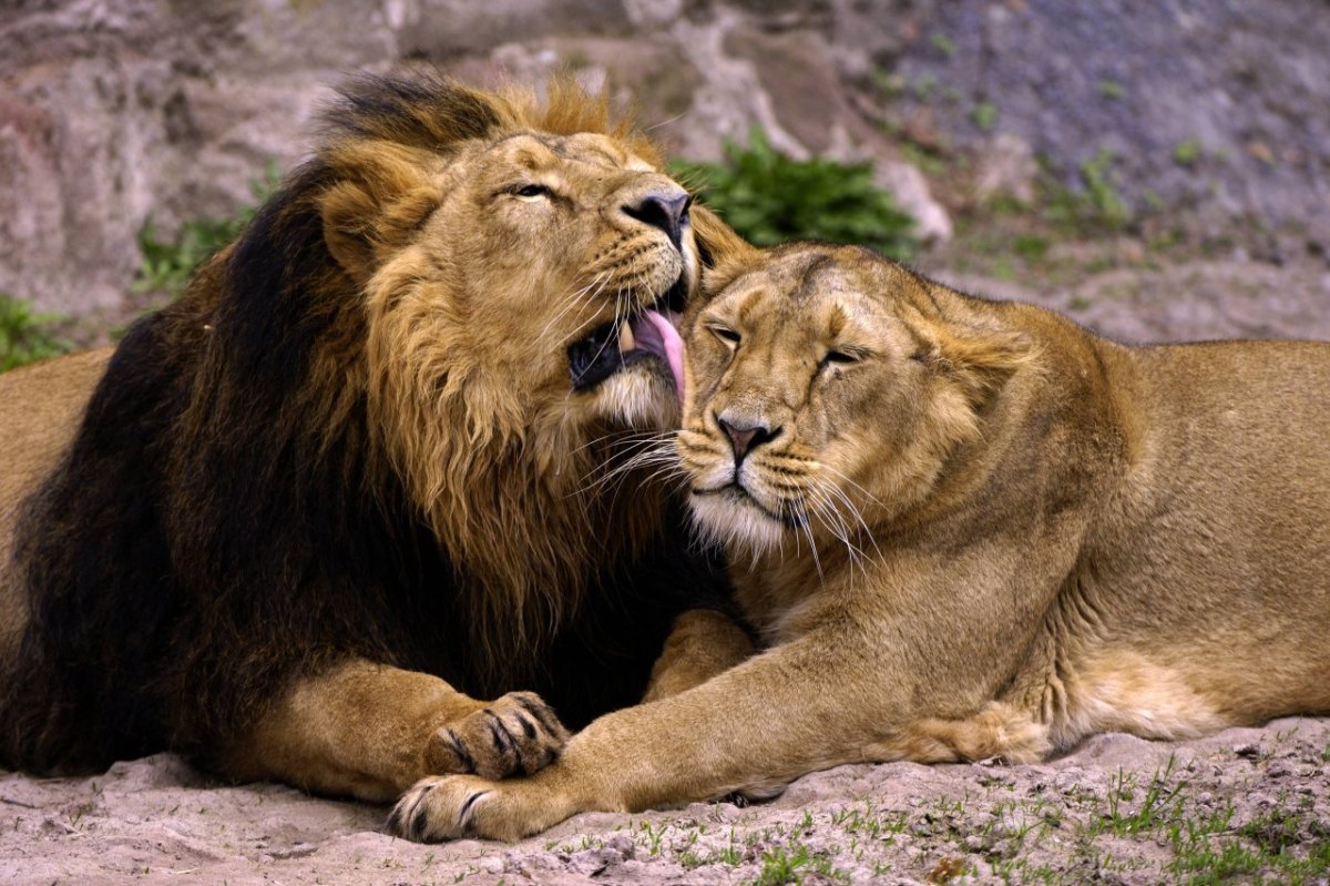 Löwenpaar.jpg