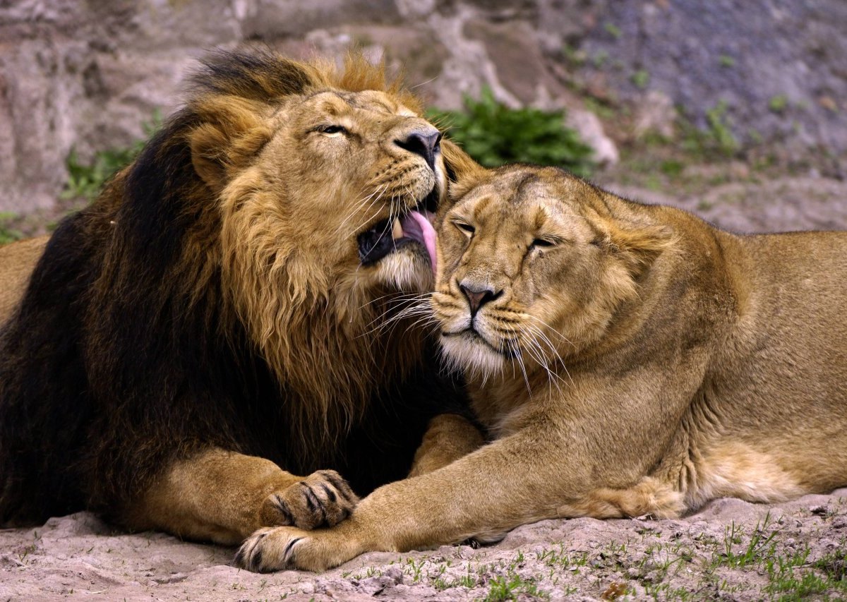 Löwenpaar.jpg