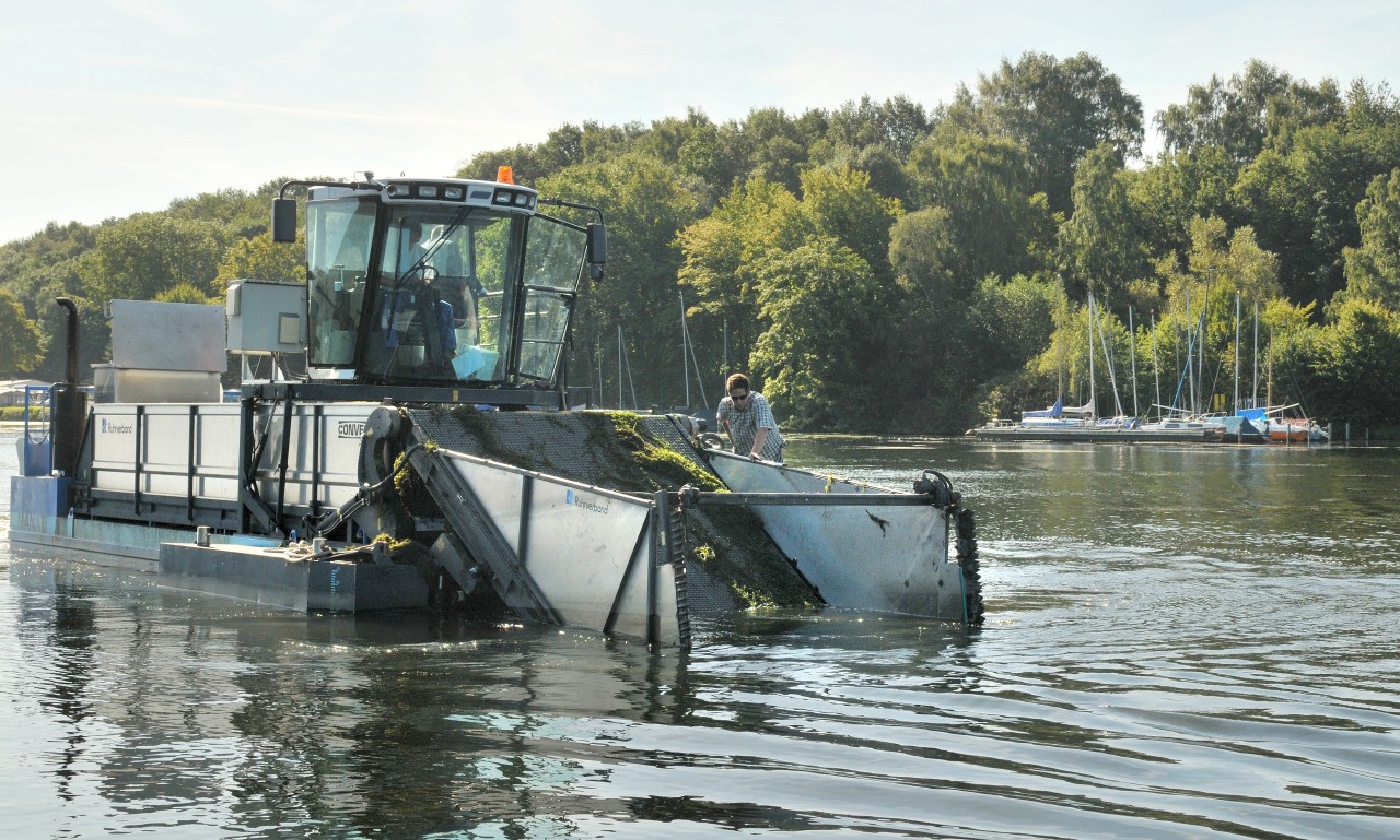 Der Ruhrverband setzt auf dem Baldeneysee ein Mäh Boot zur Bekämpfung der Wasserpest ein Foto Walter Buchholz WAZ FotoPool
