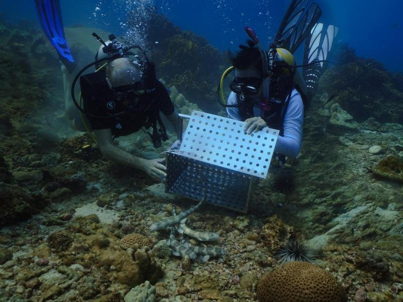 Meeresbiologen wollen vor der thailändischen Insel Ko Phi Phi nun gezüchtete Bambushaie ansiedeln.