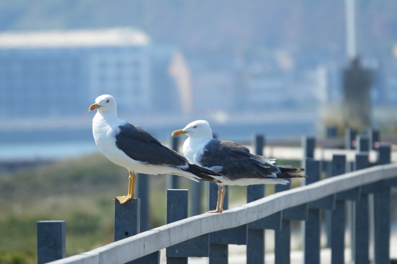 Möwen gibt es an der Nordsee so einige.