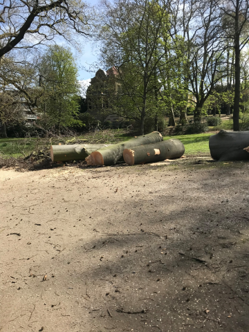 Der Baum aus dem Thyssenpark in Mülheim war so groß, dass man ihn in drei große Stücke teilen musste. 