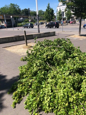 Mülheim: Qer über den Bahnhofsvorplatz haben die unbekannten Täter den abgesägten Baum liegen lassen. 