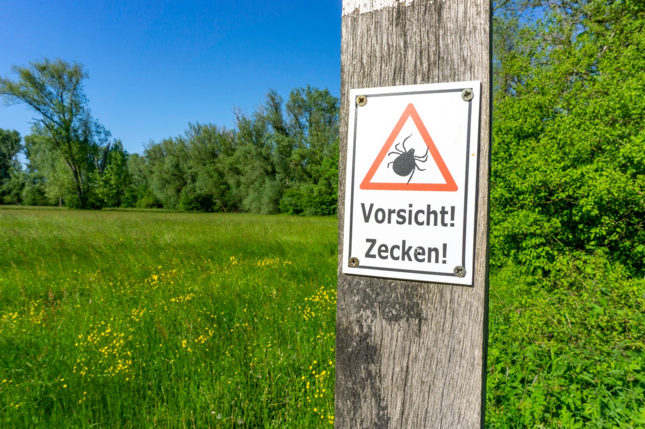 In NRW müssen sich die Menschen nun vor einer Gefahr in den Wäldern wappnen. (Symbolbild)