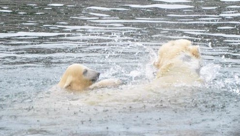 Fröhlich planscht der kleine Eisbär schon im Wasser.