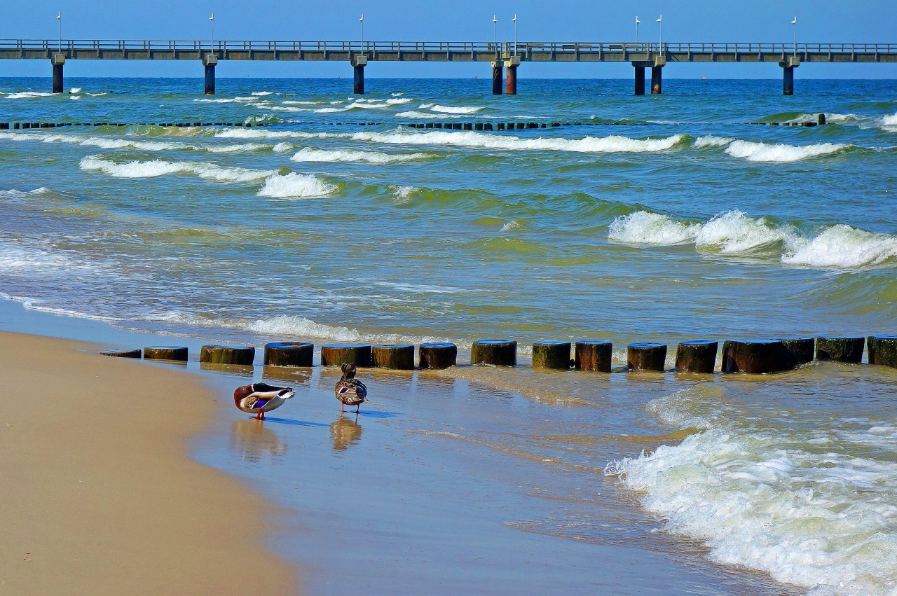 Urlaub an der Ostsee: Am Strand von Usedom sieht man zurzeit niemanden ins Wasser springen. DAS ist der Grund! (Symbolbild)