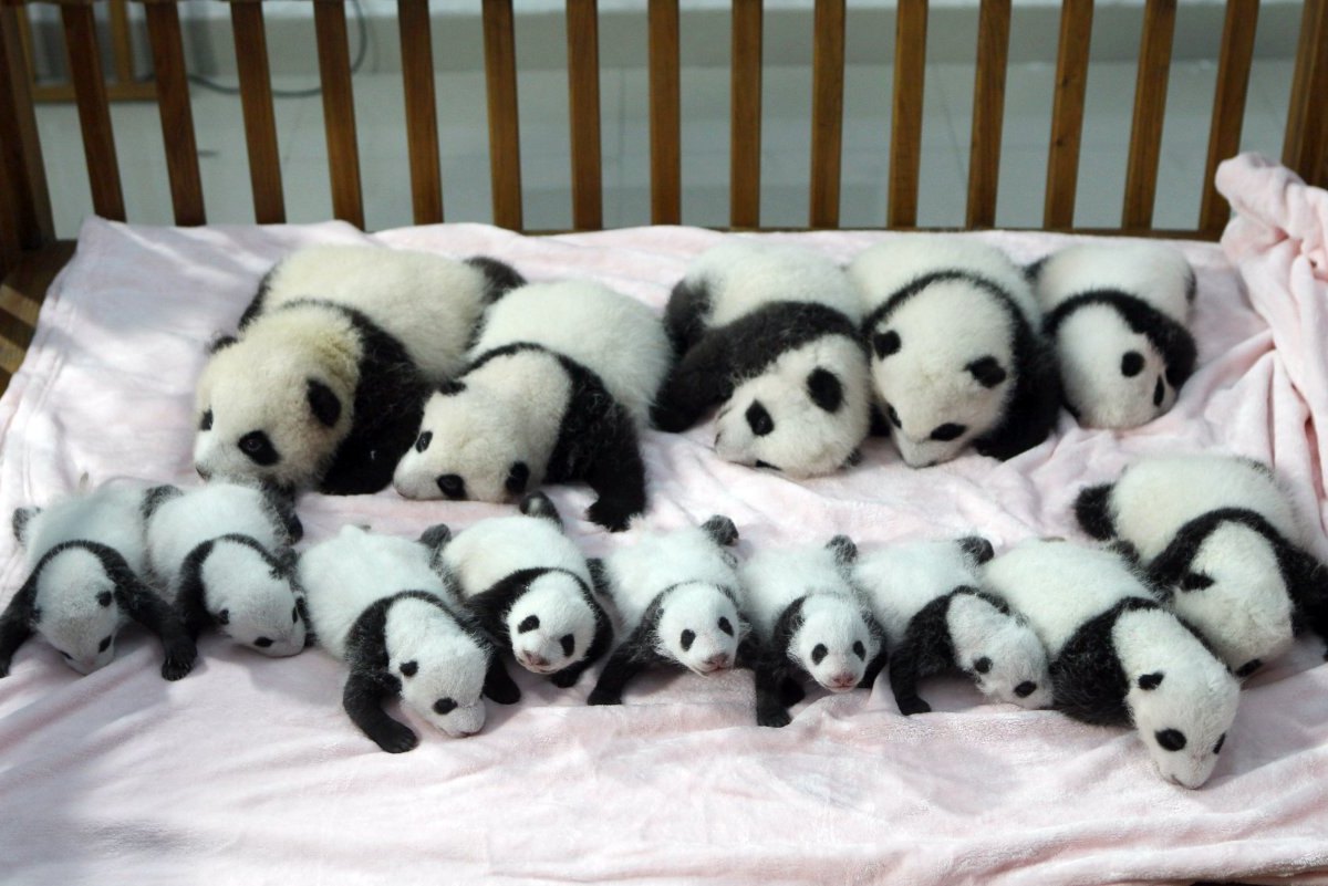Pandababys.jpg