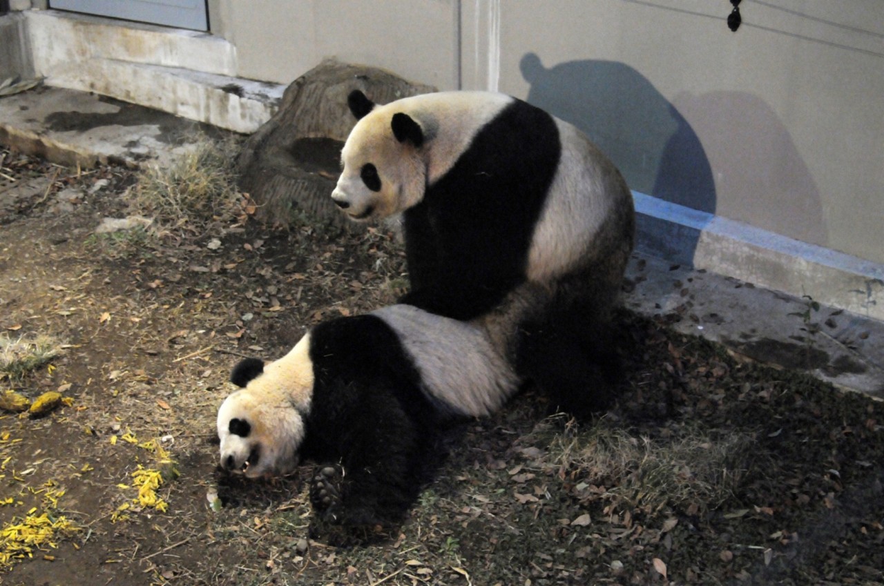 Paaren sich zwei Pandas: Ri Ri (li.) und Shin Shin (re.) machen gerade die Japaner wild, weil sie das tun, was Pandabären eher selten tun. (afp)