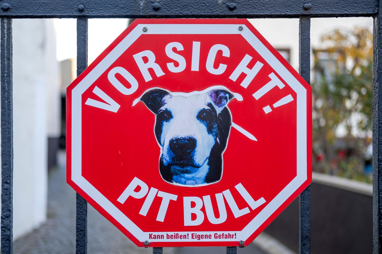 Pitbulls zählen in Deutschland zu den Kampfhunden.