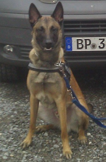 Polizeihund Ivo