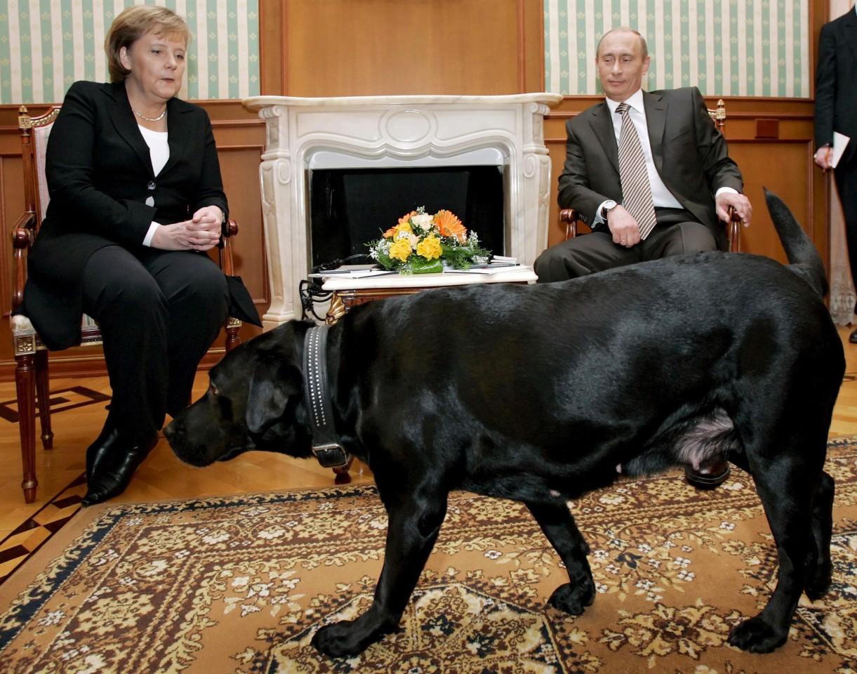Wladimir Putin überraschte Angela Merkel 2007 mit seinem großen Labrador – wissend, dass die Kanzlerin Angst vor Hunden hat.