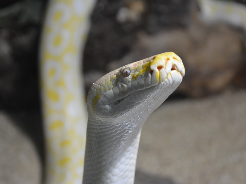Ein Python im Zoo Zajac.