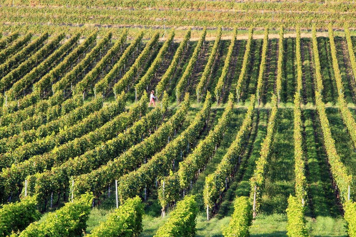 Reben in Reihe: Am Hohentwiel wird auch Wein angebaut.