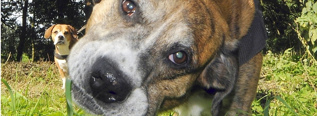 Reportage Hunde im Wald.jpg