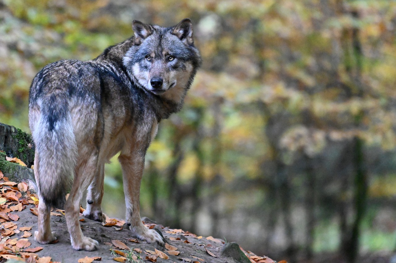 Ein Mann hat im Ruhrgebiet Wölfe gesichtet. (Symbolbild)